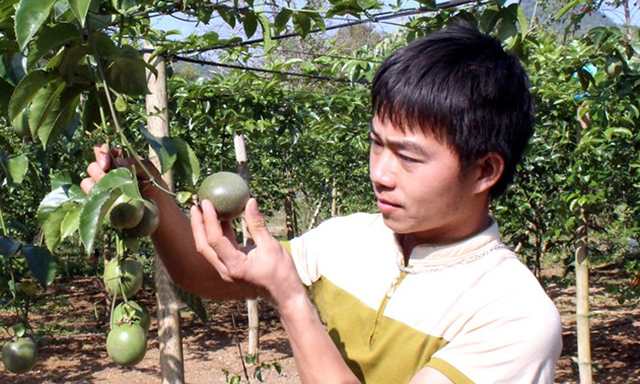 Chăm sóc chanh leo tại HTX Dũng Tiến (huyện Tràng Định)