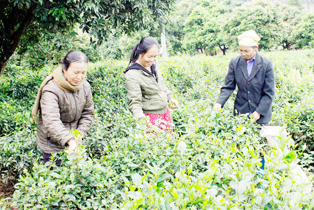 Các HTX đang thúc đẩy sản xuất nông nghiệp hàng hóa, phát huy các nông sản thế mạnh tại Chợ Đồn