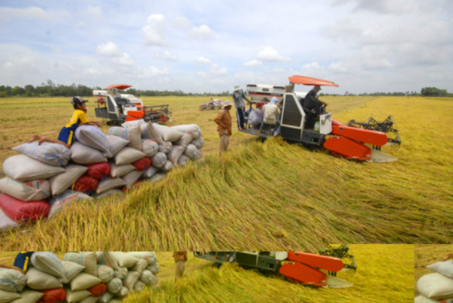 HTX là đơn vị đi đầu trong sản xuất lúa giống tại địa phương