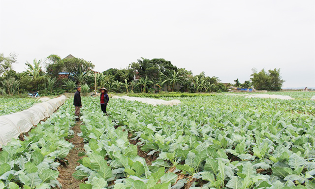 Cánh đồng rau sạch tại Ý Yên (Nam Định)