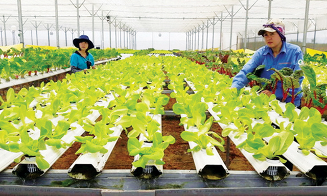 Nguồn vốn tín dụng ngân hàng đã góp phần thúc đẩy sự phát triển của HTX