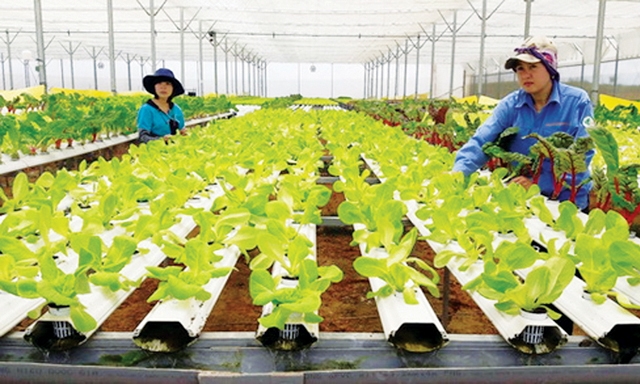 Nguồn vốn tín dụng ngân hàng đã góp phần thúc đẩy sự phát triển của HTX