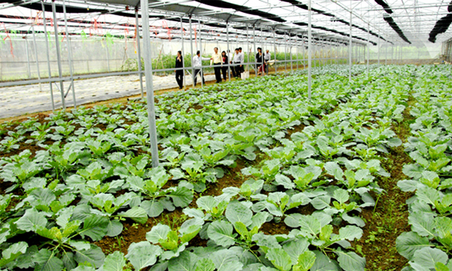 Mô hình nhà lưới trồng rau an toàn của HTX