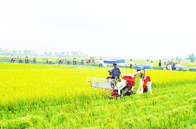 HTX Đồng Hóa đang trở thành cầu nối liên kết sản xuất, tiêu thụ lúa tại địa phương