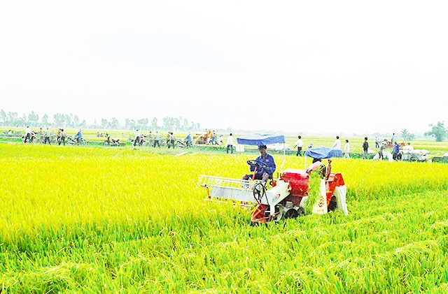 HTX Đồng Hóa đang trở thành cầu nối liên kết sản xuất, tiêu thụ lúa tại địa phương