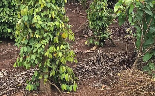 Hồ tiêu đang đối mặt với dịch bệnh tràn lan khiến người nông dân lâm vào cảnh khó khăn (Ảnh Internet)