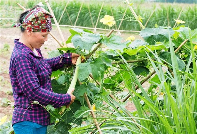 Mô hình trồng rau hữu cơ ở Trác Văn đang cho hiệu quả kinh tế cao