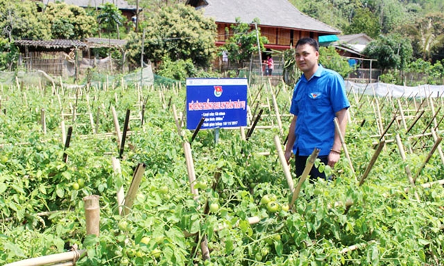 Khu sản xuất cà chua an toàn của HTX