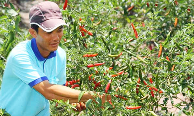 Mô hình ớt cao sản của HTX Nghĩa Thuận đang cho lợi nhuận 70 - 80 triệu đồng/ha