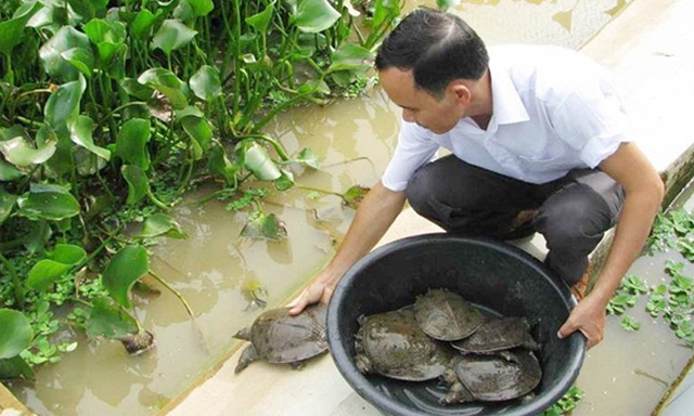 Mô hình nuôi ba ba an toàn khép kín của HTX đang cho hiệu quả cao
