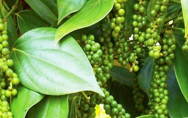 Giá hồ tiêu đang tăng (Ảnh Internet)