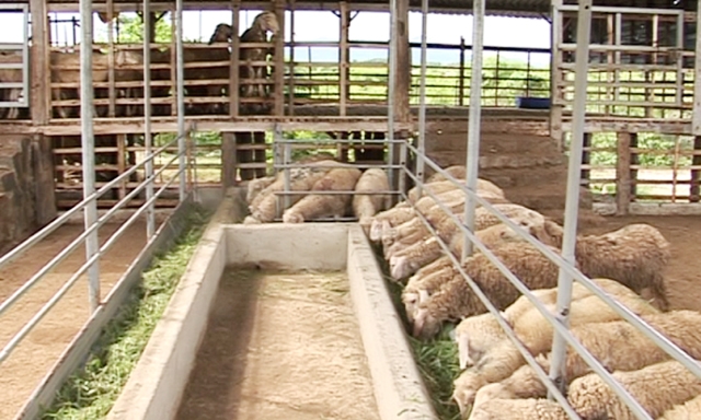 Khu vực chăn nuôi cừu của HTX Tân Hà