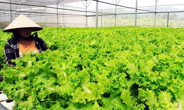 Nhà trồng rau thủy canh của HTX rau, hoa, củ, quả Hòa Vang