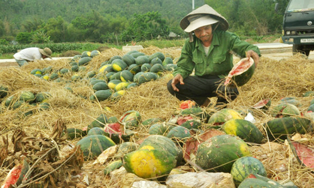 Nông dân luôn phải tự trả lời câu hỏi nuôi con gì, trồng cây gì, nên mới xảy ra “được mùa, mất giá”