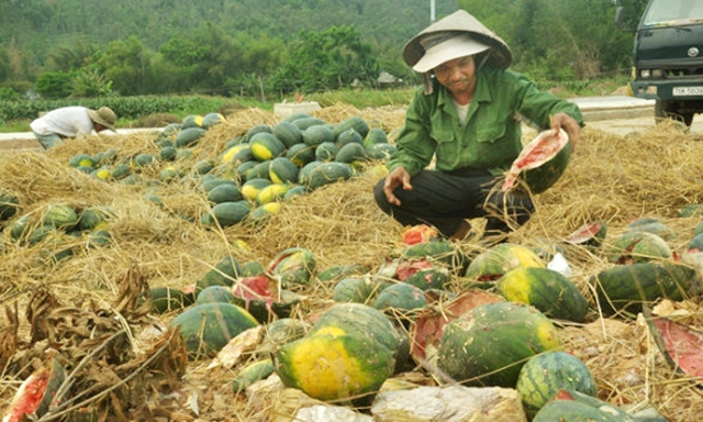 Nông dân luôn phải tự trả lời câu hỏi nuôi con gì, trồng cây gì, nên mới xảy ra “được mùa, mất giá”