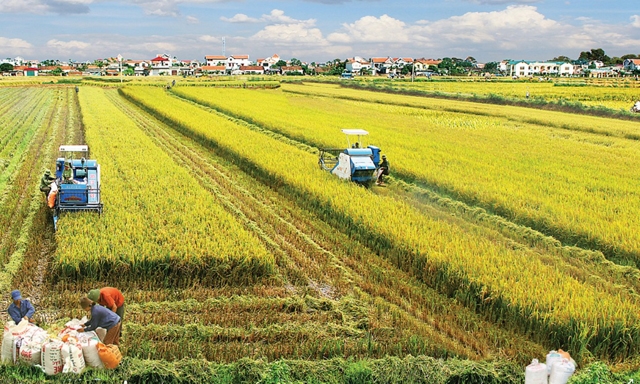 DN hiện vẫn khó khăn trong việc tích tụ đất đai