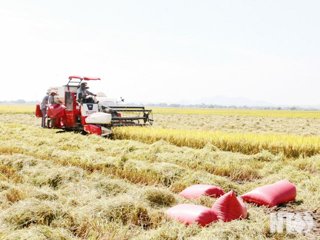 Kinh tế HTX có vai trò đặc biệt quan trọng trong mục tiêu về đích huyện NTM trong năm 2019 của huyện Hoài Nhơn