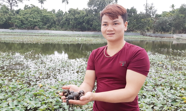 Mỗi năm Lương Hoài Giang cung cấp ra thị trường trên 3 tấn ốc nhồi