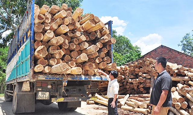 HTX Hiệp Thuận thu mua gỗ keo để chế biến