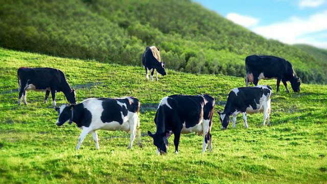 Ngoài diễn biến chung từ thị trường, đà giảm của GTN còn đến từ kết quả kinh doanh không mấy tích cực