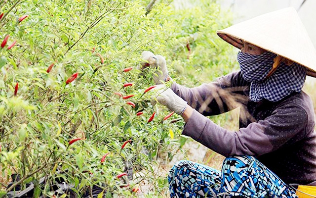 Mô hình trồng ớt của HTX đang cho doanh thu 1,5 tỷ đồng/vụ