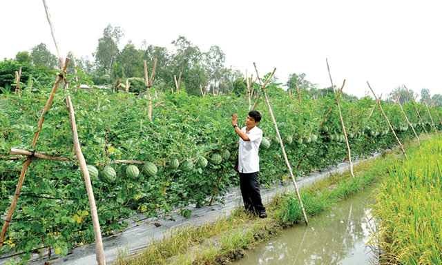 Mô hình CSA đang thay đổi tư duy sản xuất của người nông dân xã Đại Minh