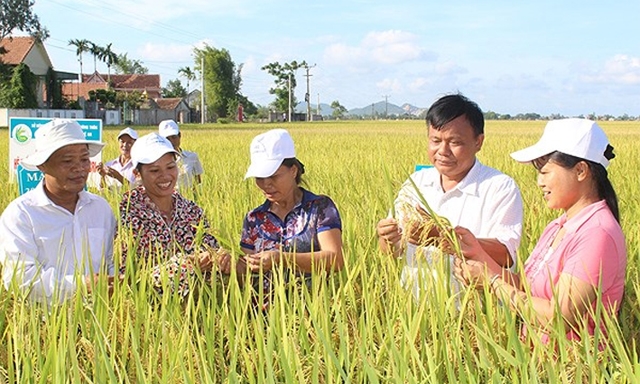 Khảo nghiệm, đánh giá quy trình sản xuất giống lúa chất lượng cao của HTX