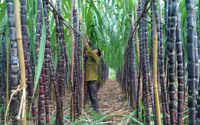 Kết quả kinh doanh quý I của Mía đường Lam Sơn chỉ bằng 1/10 so với cùng kỳ