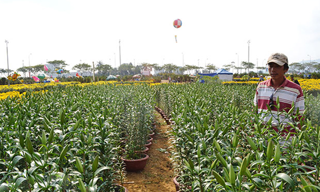 Một vườn hoa Ly của HTX Vân Dương