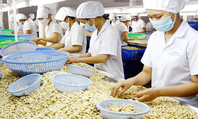 Có 486 nhà máy chế biến điều nhưng chỉ 20% làm được chuỗi chế biến sâu