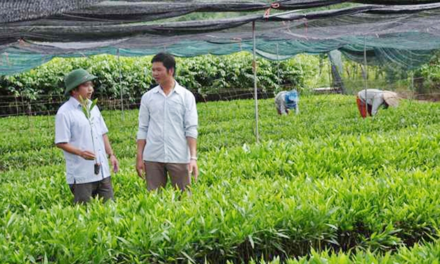 Vườn ươm cây giống của HTX Sơn Hàm