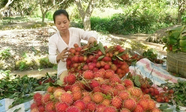 Nhờ áp dụng VietGAP, chôm chôm của HTX đủ tiêu chuẩn để xuất khẩu