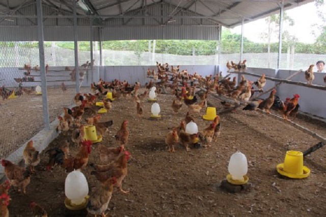 Nuôi gà an toàn sinh học giúp tăng giá trị kinh tế, giảm tác động đến môi trường