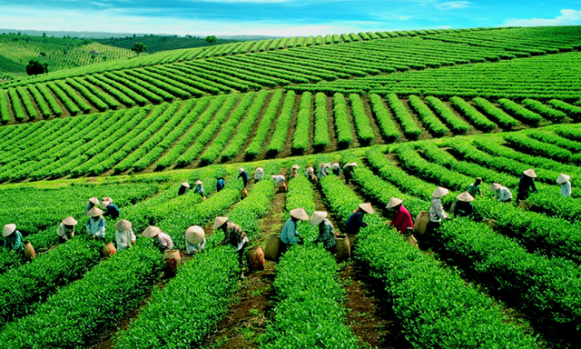 Nhiều DN ngoại mua chè thô từ Việt Nam, chế biến rồi xuất ngược trở lại với giá cao