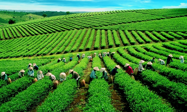 Nhiều DN ngoại mua chè thô từ Việt Nam, chế biến rồi xuất ngược trở lại với giá cao