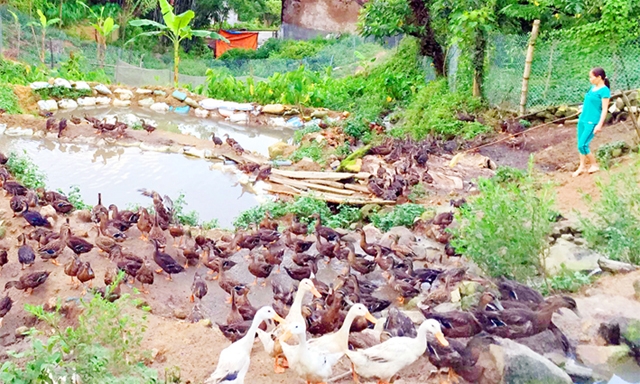 Quy trình chăn nuôi tập trung đã tạo ra hệ sinh thái tự nhiên để vịt phát triển