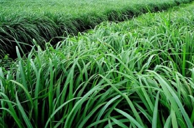 Cây sả thích ứng với điều kiện khí hậu tại xã Ea Tir