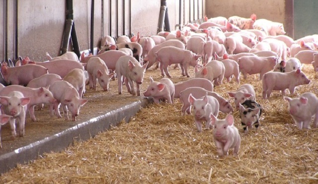 Nhiều nông dân đang lo nguy cơ thua lỗ vì chi phí con giống, thức ăn chăn nuôi tăng vọt.