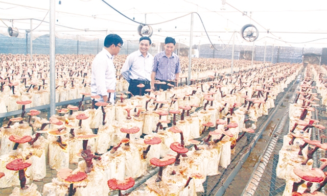 Hòa Bình là mô hình đầu tiên áp dụng phương pháp trồng nấm Linh Chi trên thân gỗ keo