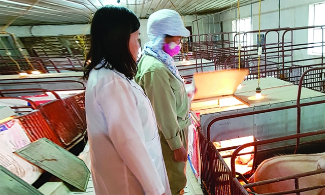 Giám đốc Lý Bích Linh kiểm tra đàn lợn nái sinh sản