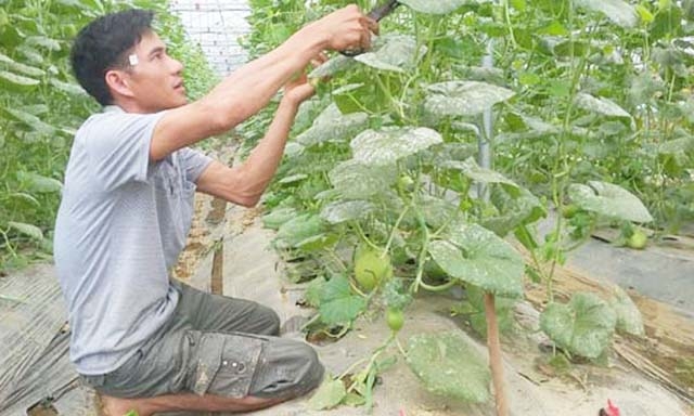 Thành viên HTX chăm sóc vườn dưa Kim cô nương