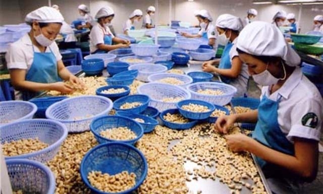Chất lượng điều thô NK vẫn luôn là quan ngại của doanh nghiệp