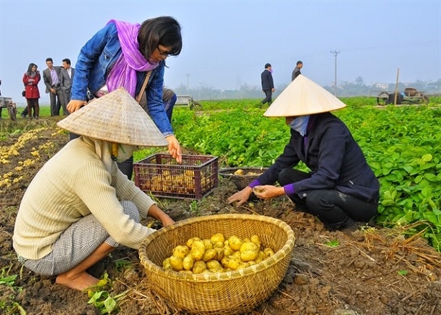 Trồng khoai tây mang lại giá trị kinh tế và môi trường