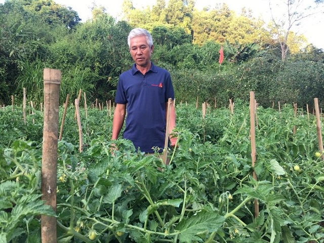 Sản xuất rau VietGAP giúp ổn định đầu ra