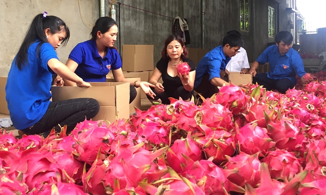 Thanh long cần sản xuất, tiêu thụ theo mô hình chuỗi liên kết