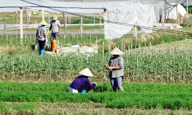 Mô hình trồng RAT của HTX Tứ Xã