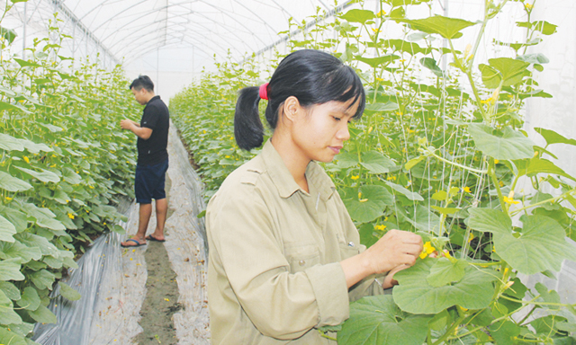 Tham gia vào HTX, nông dân không còn lo “được mùa mất giá”