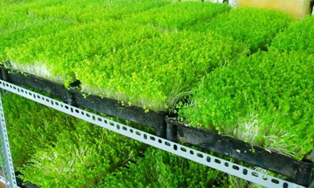 Trồng rau mầm đang mở ra hướng đi hiệu quả