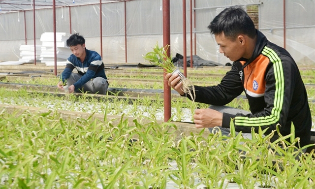 Các thành viên HTX kiểm tra quá trình phát triển của rau muống Nhật