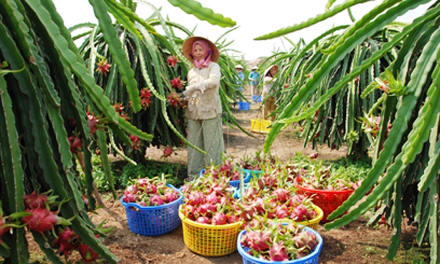 Trồng thanh long VietGAP mang lại hiệu quả cho cả HTX và nông dân